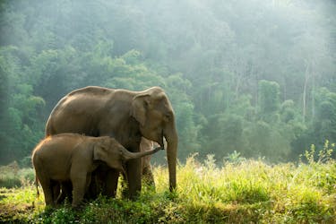 Excursión de un día al santuario de la jungla de elefantes desde Chiang Mai